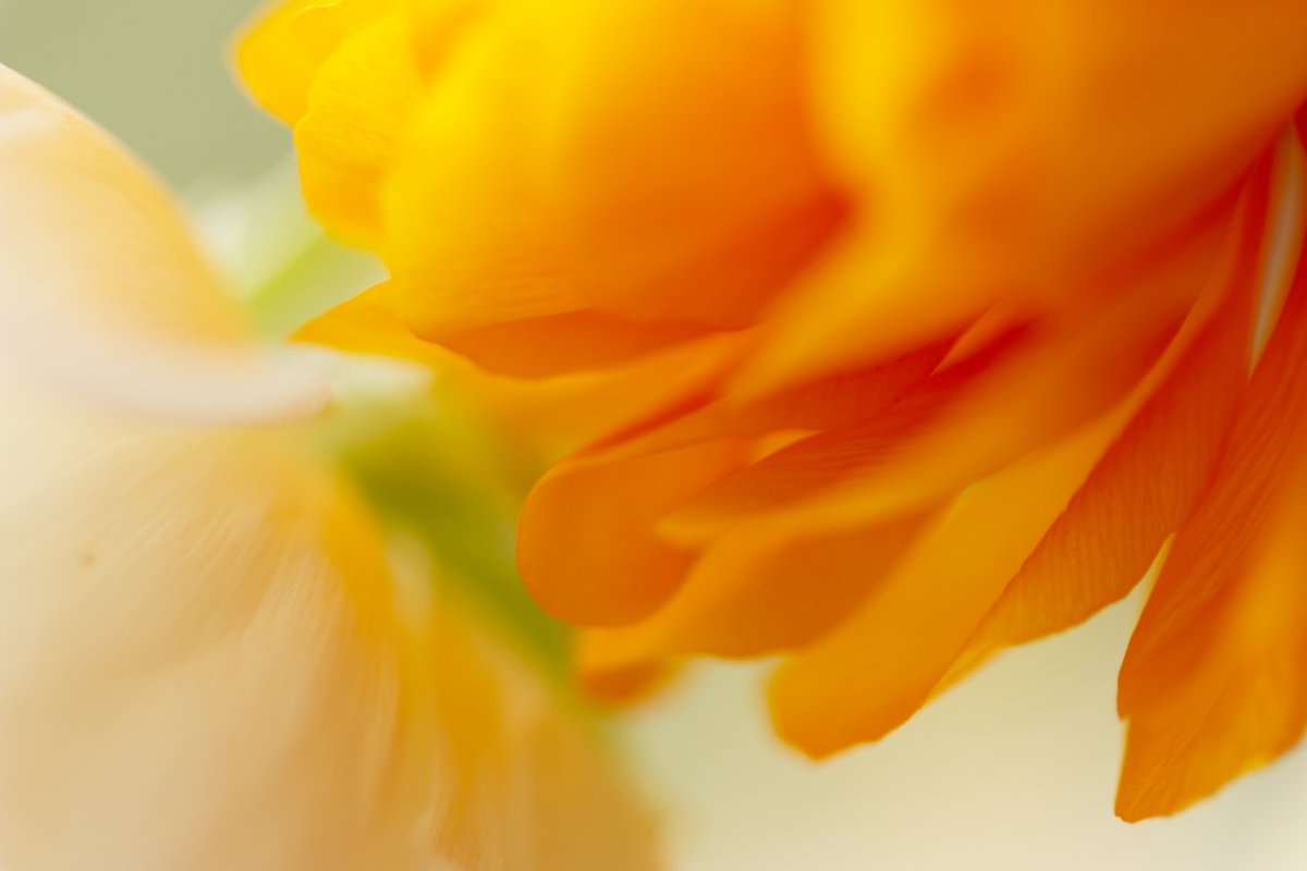 La communication digitale se déploie dans un écosystème : social media, personal branding, inbound marketing. Et la fleur orange déploie sa présence.