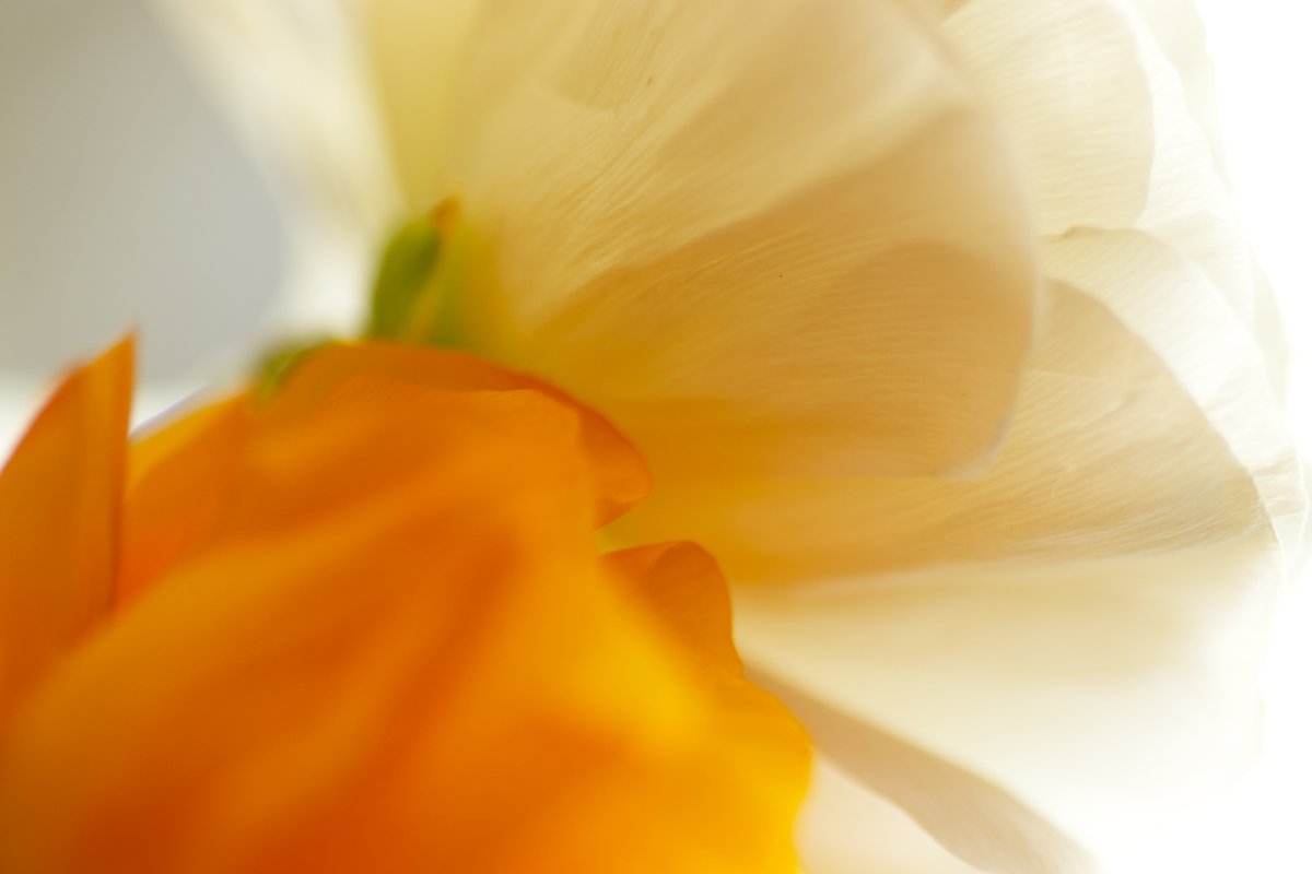 Stratégie marketing et référencement naturel aident vos cibles à vous trouver sur internet. Sur l’image, deux fleurs se disputent la première place !