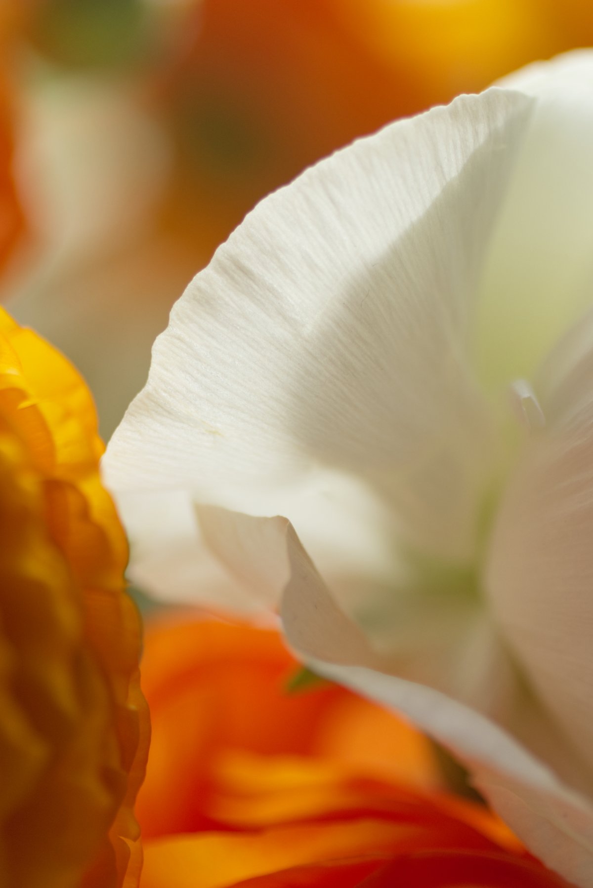 Pour une image de marque qui vous ressemble communication digitale et personal branding : deux démarches qui parlent de vous et vous montrent telle que vous êtes vraiment. Comme le pétale de cette fleur qui donne à voir tous les détails de son image