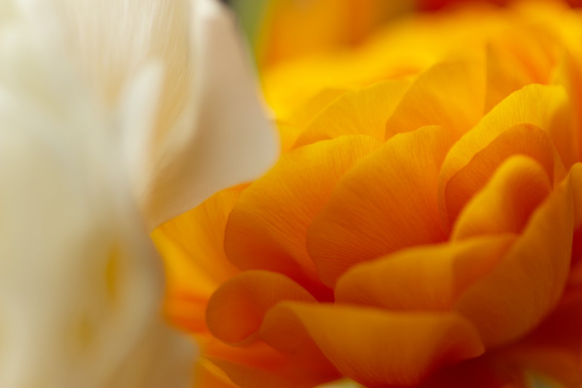 Le webmarketing pour déployer notre communication digitale et attirer les clients qui nous intéressent. Comme la renoncule en couleur déploie son image