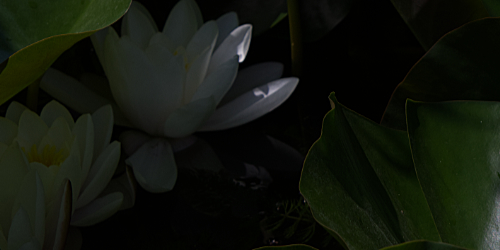la fleur de lotus apparaît décider de construire son image, comme la fleur de lotus sort doucement de l'ombre