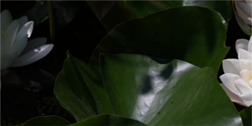 une mise en lumière progressive Développer sa marque pour être dnas la lumière, comme les fleurs de lotus qui apparaissent peu à peu
