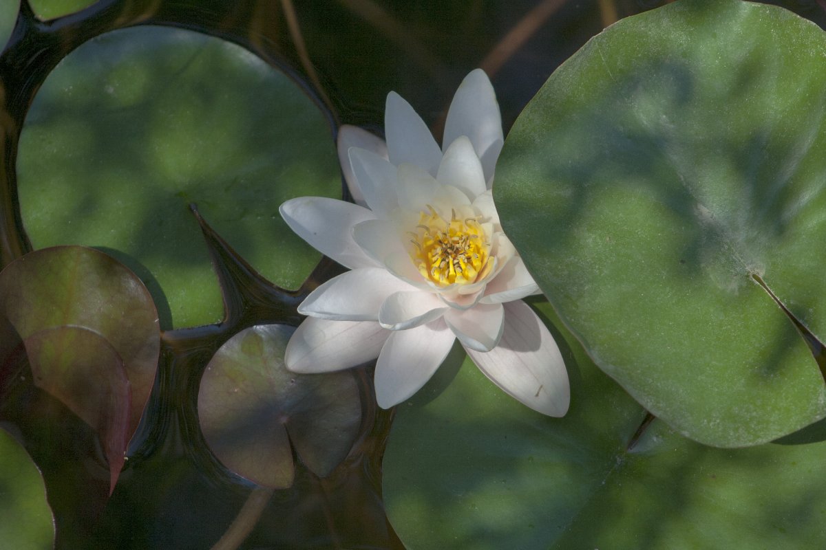 Le branding épanoui Travailler son image : une fleur de lotus ouverte se révèle et offre son image presque entière
