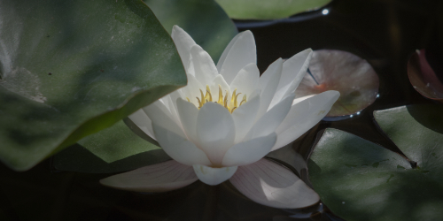 Lotus en pleine lumière Une fleur de lotus reçoit la lumière en plein coeur. Symbolise l'offre Or de l'accompagnement en personal branding
