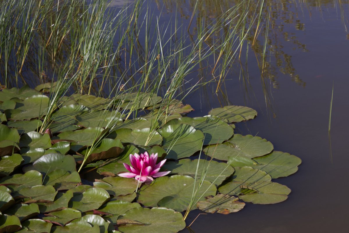 fleur de lotus rose sur le larzac, en aveyron Une fleur de lotus en couleur, allégorie du bien-être issu d'un accompagnement en personal branding aligné et porteur de sens
