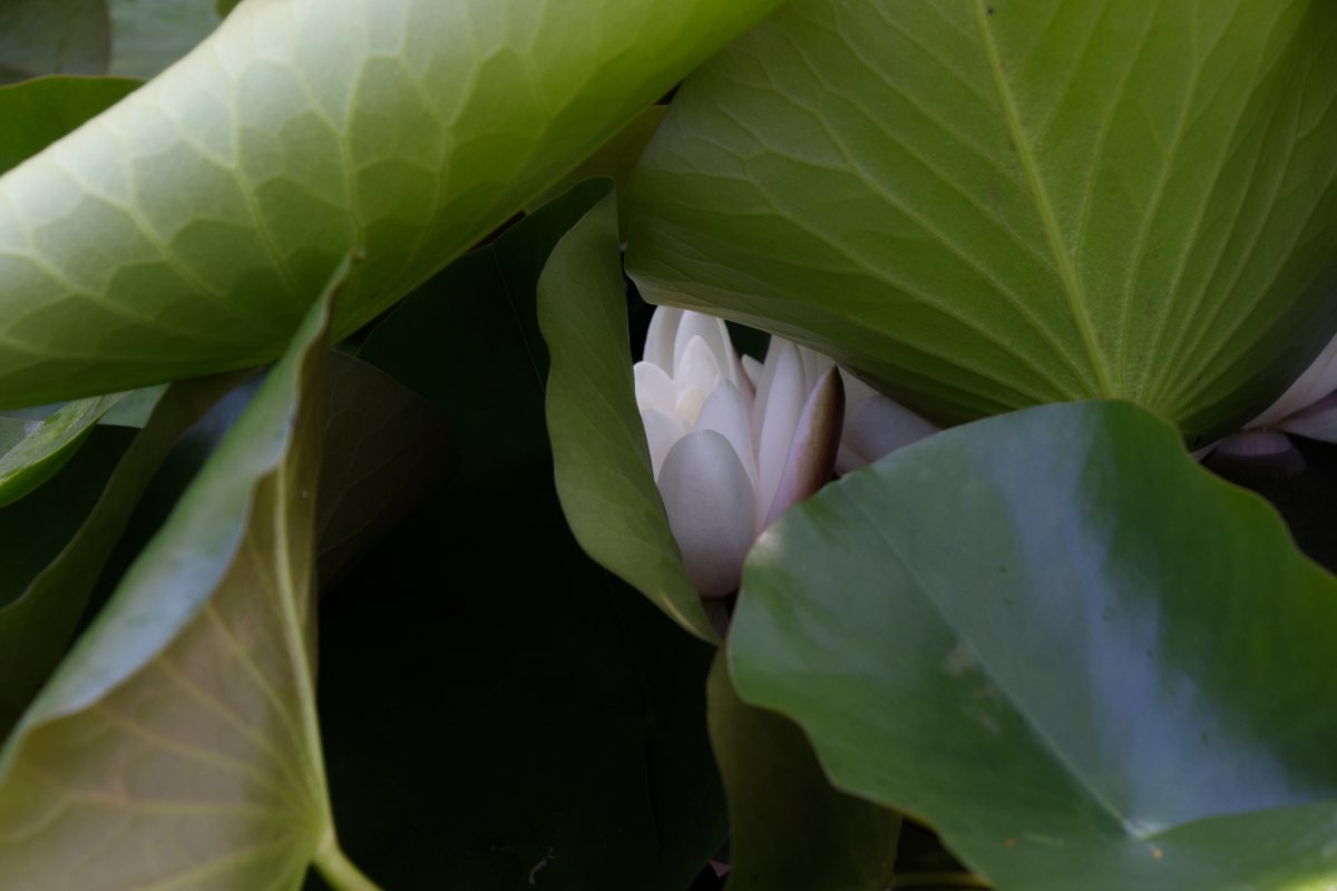 Oser se montrer avec Via Tara symbolique du personal branding qui se déploie, une fleur de lotus en train de s'ouvrir