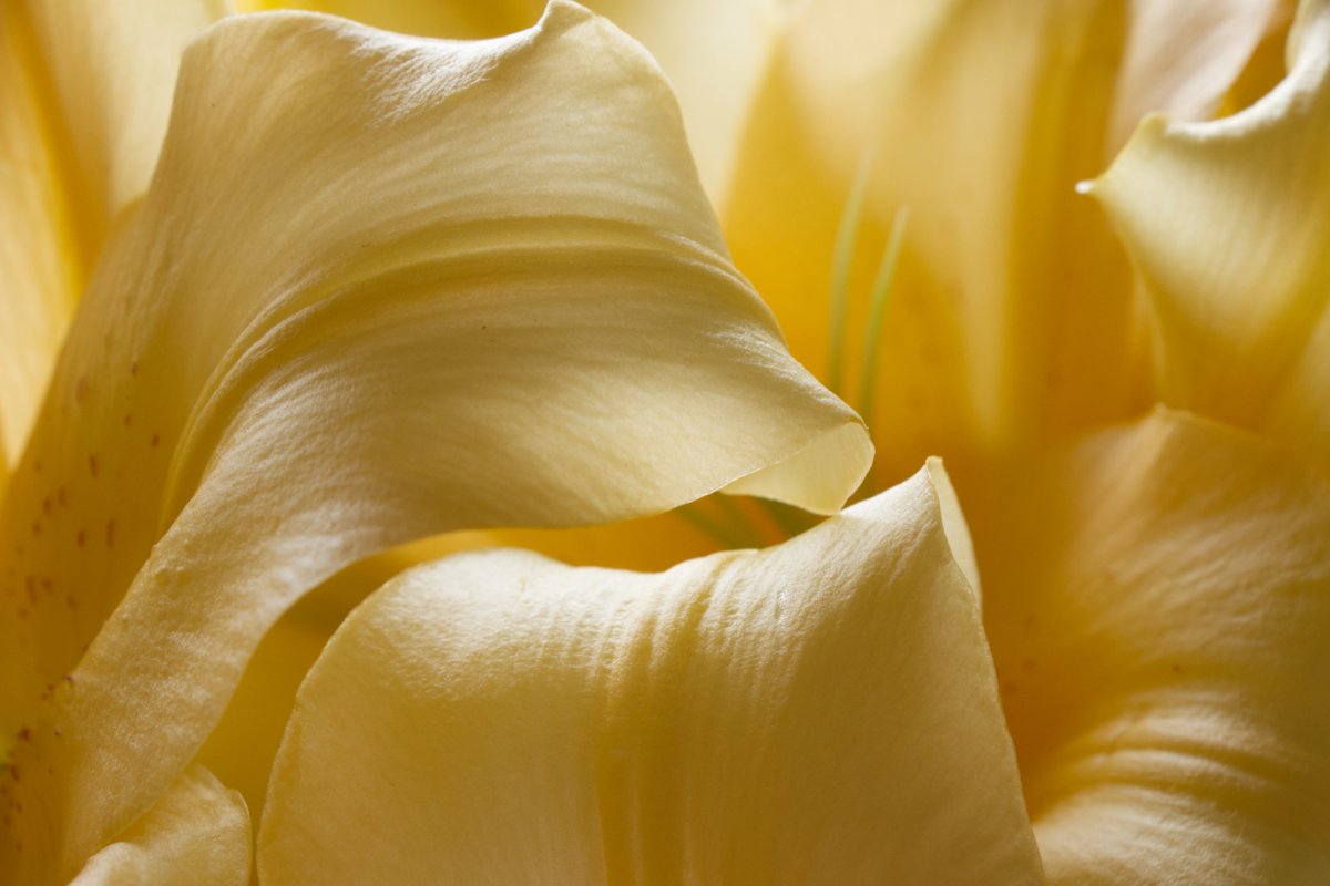 Lys jaunes Photo en gros plan des pétales d'une lis jaune. Image sensuelle et délicate par Luce Dupont, Via Tara
