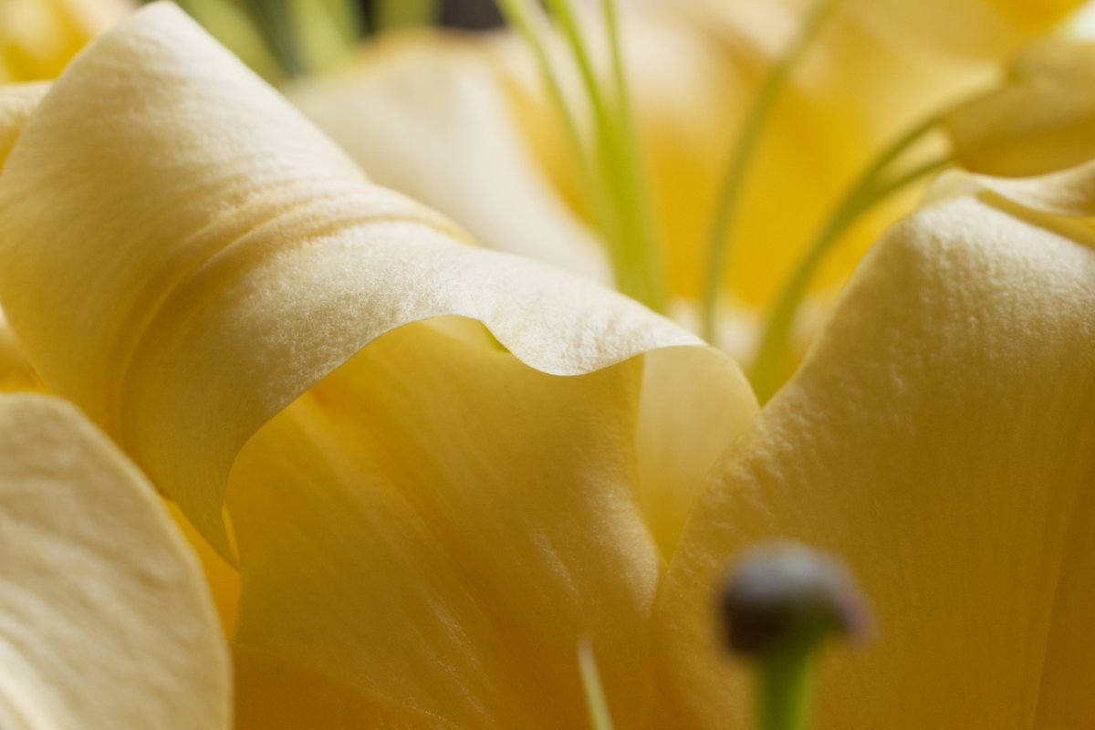 Lys roses Bouquet de lis roses. Photo réalisée par Luce Dupont, Via Tara
