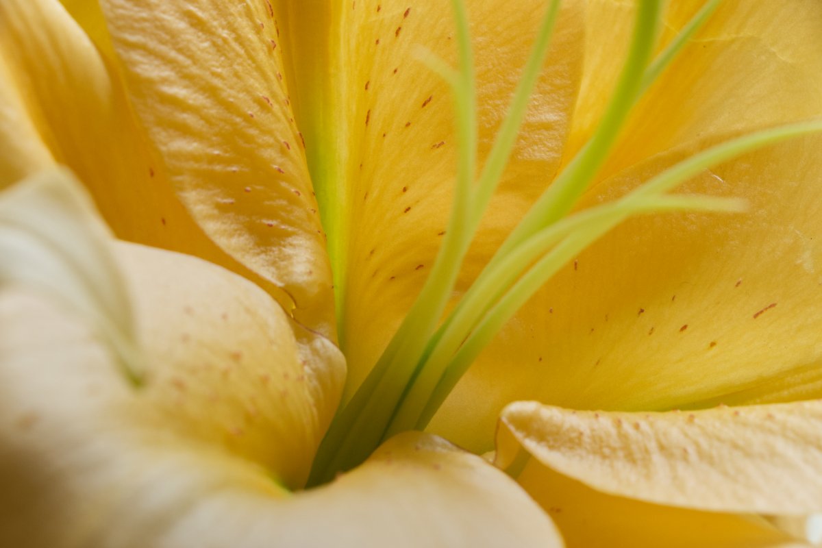 Coeur de lis blanc détail d'un lys blanc. Zoom sur le coeur montrant la texture des pétales. Photo de Luce Dupont, Via Tara